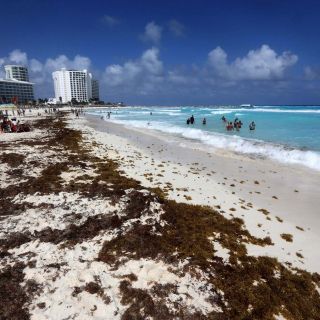 El sargazo incrementa y amenaza a Quintana Roo