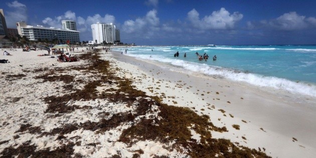 El sargazo incrementa y amenaza a Quintana Roo