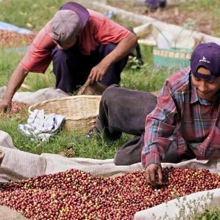 México pide a EU cumplir con leyes laborales en sector agrícola