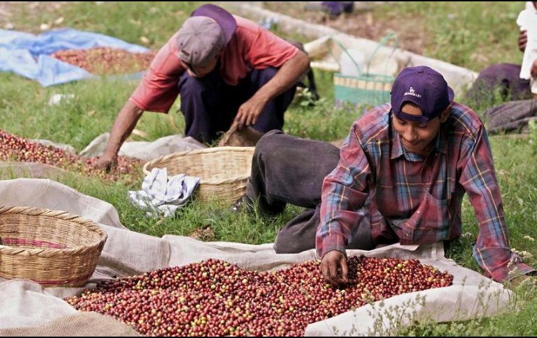 La Secretaría de Relaciones Exteriores afirmó que encontraron omisiones en las condiciones de trabajo agrícola. AFP/ARCHIVO