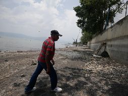Especialistas señalan que el daño al lago de Chapala está hecho. EL INFORMADOR/F. Atilano
