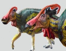 ''Tlatolophus'' es un derivado de las palabras nahua ''tlahtolli'' y la griega ''lophus'' que significan palabra y cresta. ESPECIAL / inah.gob.mx