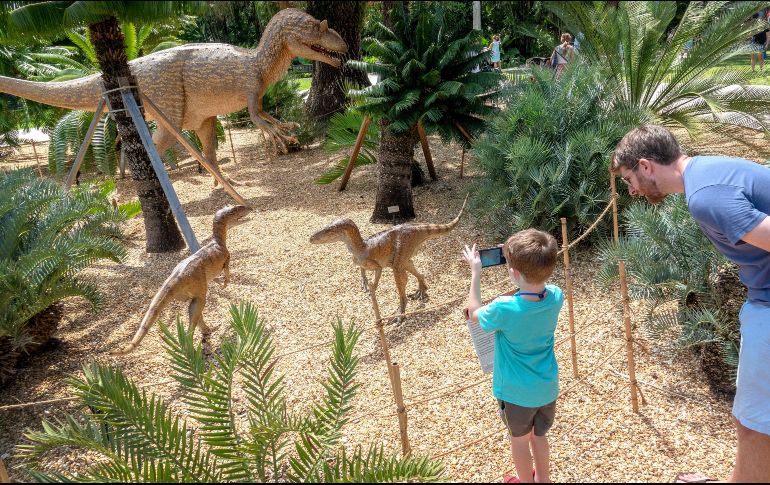 Los dinosaurios de tamaño natural están rodeados por la colección permanente de helechos, coníferas y plantas con flores del Botánico Fairchild que se remontan al mundo prehistórico. EFE / C. Herrera-Ulashkevich