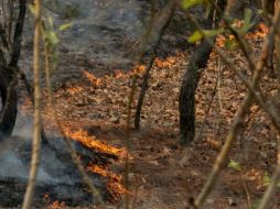 Actualmente, sólo tres de los incendios se encuentran activos. EL INFORMADOR / ARCHIVO