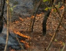 Actualmente, sólo tres de los incendios se encuentran activos. EL INFORMADOR / ARCHIVO