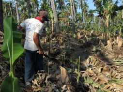 Los jornaleros han denunciado que son hacinados en viviendas y forzados a trabajar en turnos de hasta 14 horas al día. EL INFORMADOR/ARCHIVO