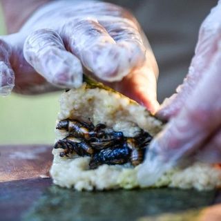 Fotogalería: Sushi de cigarra, el crujiente manjar de un chef en EU