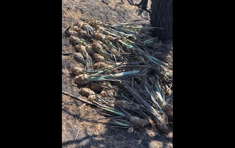 A los imputados se les sorprendió con varias plantas de agave y herramientas para siembra. ESPECIAL / Fiscalía de Jalisco