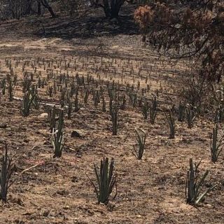 A prisión tres acusados de incendiar La Primavera; al parecer sembrarían agave