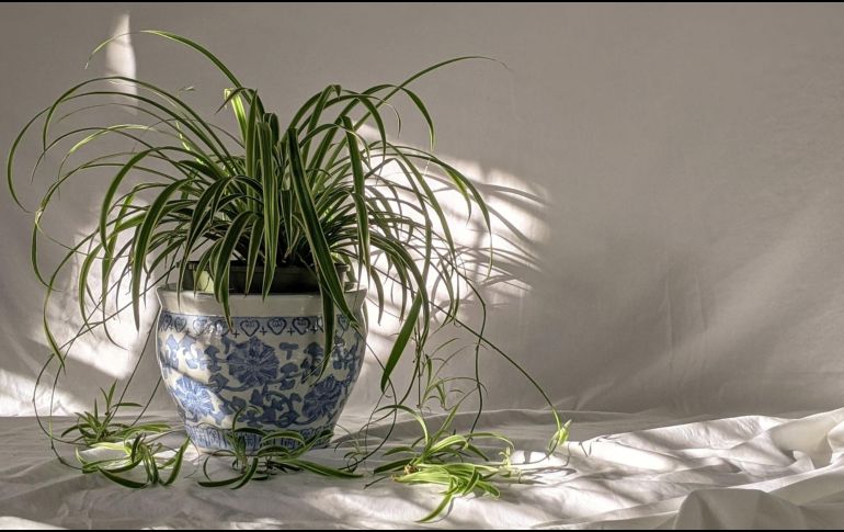 Lazo de amor es una de las plantas que puede refrescar tu hogar. ESPECIAL/Photo by Susan Wilkinson on Unsplash.