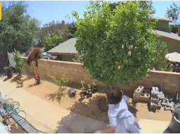 Joven salva a sus perros. Youtube/Mundo News