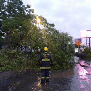 Reportan 31 árboles caídos en Guadalajara y Zapopan tras la lluvia de anoche