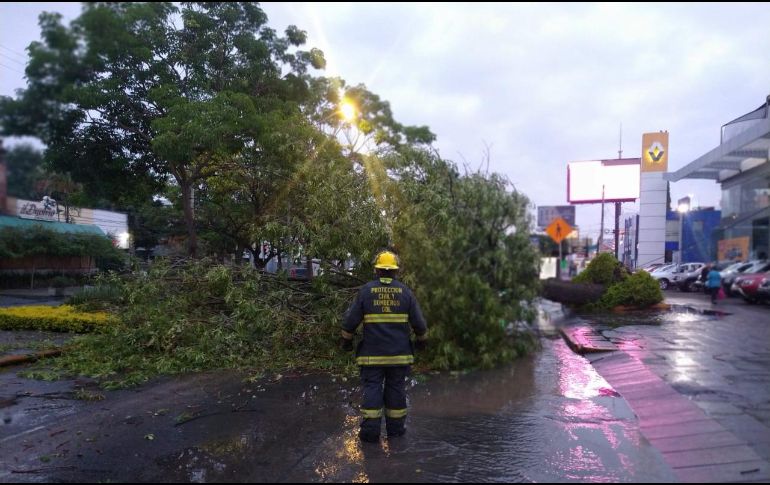 Esta mañana sobre la avenida Américas y la calle Herrera I. Cairo cayó un ejemplar de 10 metros de altura aproximadamente. ESPECIAL/ Protección Civil y Bomberos Guadalajara