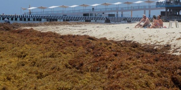 Toneladas de sargazo invaden las costas de Yucat&aacute;n