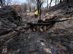 Se iniciaron labores de restauración ecológica en aproximadamente 400 hectáreas. ESPECIAL