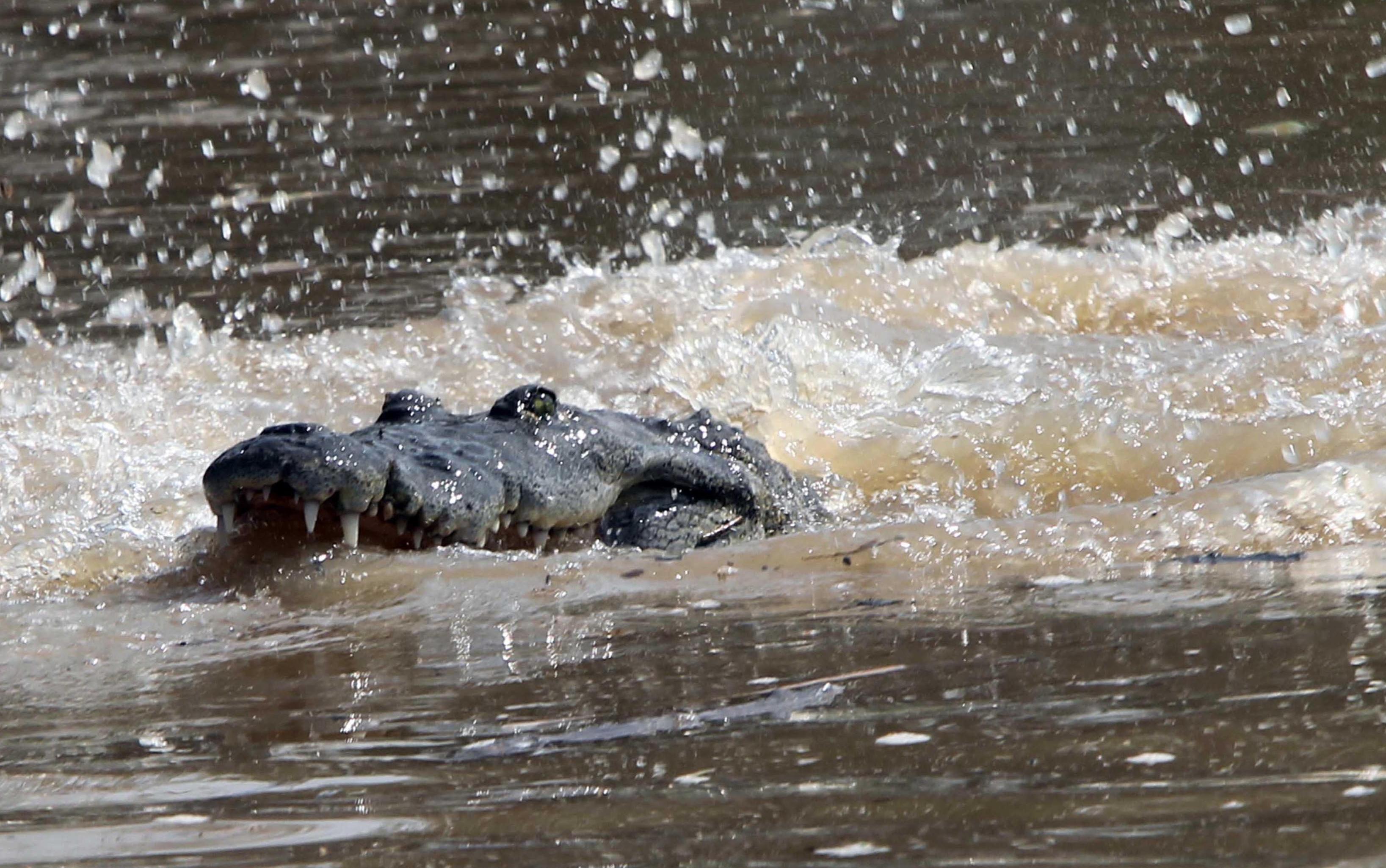 En el año se reportan varios incidentes de cocodrilos que ingresan a zonas ocupadas por humanos en los alrededores de la laguna en Oaxaca. SUN/ARCHIVO