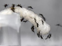 EXPERIMENTO. Los científicos buscan introducir una bacteria en los mosquitos para reducir la peligrosidad de la picadura. ESPECIAL