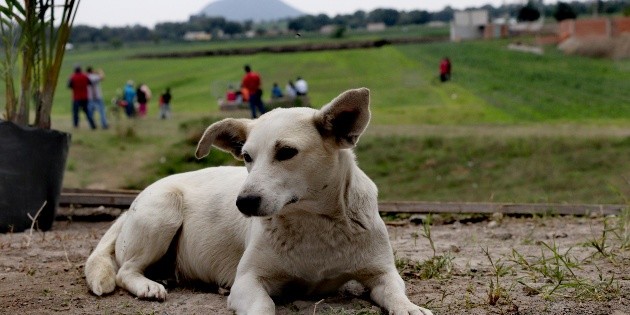 Socav&oacute;n en Puebla: &iquest;Est&aacute;n vivos los perros que se cayeron? Gobierno analiza su rescate seguro