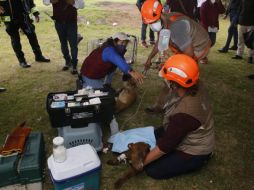 Los perritos son analizados por personal capacitado. TWITTER/@Gob_Puebla