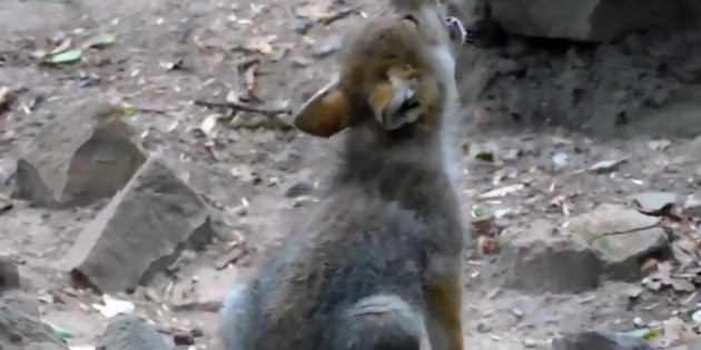 Viral: Captan en video aullidos de cachorro de lobo nacido en Zool&oacute;gico de Chapultepec