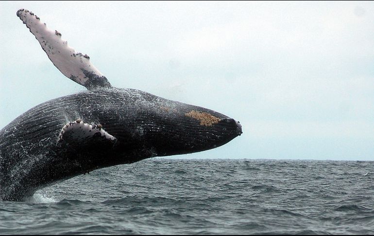 El buzo pasó alrededor de unos 30 segundos dentro de la ballena. EFE/ ARCHIVO