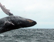 El buzo pasó alrededor de unos 30 segundos dentro de la ballena. EFE/ ARCHIVO