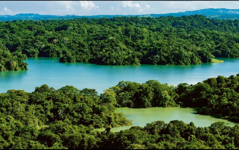 Riqueza natural. Así luce el bellísimo Monumento Natural Isla de Barro Colorado. ESPECIAL