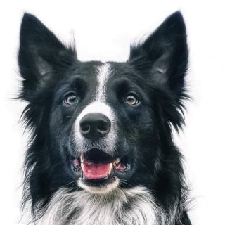 Envenenan a "Athos" y "Tango", perros rescatistas