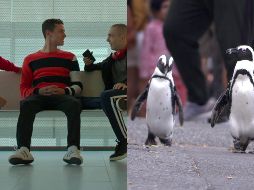 “Élite historias breves: Ander Omar Alexis” y “Colonia Pingüino” llegan a Netflix este miércoles. CORTESÍA / Netflix