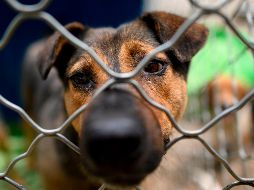 En Oaxaca hay una ley que protege a los animales desde 2015. AFP / ARCHIVO