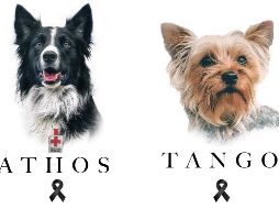 Hasta cinco años de prisión podría recibir el responsable o los responsables de envenenar a los perritos Athos y Tango. TWITTER / @CruzRoja_CDMX