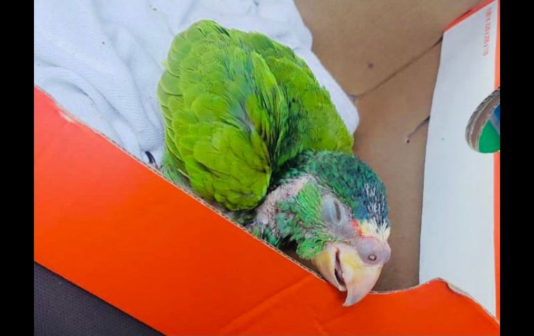 Las aves, que aún no terminaban de emplumar, se ofertaban en el tianguis de la calle Guinea, entre Peso y Lempira. ESPECIAL