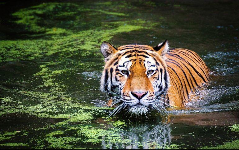 NO SERÁ SACRIFICADO. A pesar de tener varios incidentes con ese Tigre, el Zoológico anunció que no sacrificarán. PIXABAY