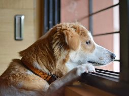 Conocer a un nuevo mejor amigo es una experiencia que a todos nos encanta, sin embargo, es importante hacerlo de la manera correcta. ESPECIAL /