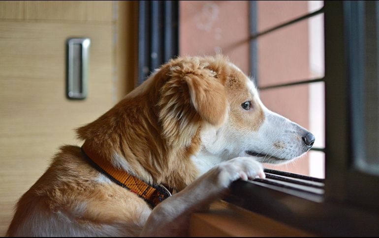 Conocer a un nuevo mejor amigo es una experiencia que a todos nos encanta, sin embargo, es importante hacerlo de la manera correcta. ESPECIAL /