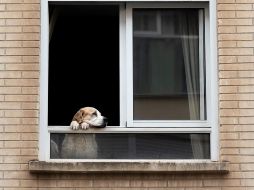 Policías cubanos son cuestionados por su actuar frente a las súplicas de un estudiante de medicina. EFE/B. Aliño