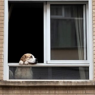 Viral: Joven es retenido mientras llevaba a su mascota al veterinario; cachorro muere en el lugar