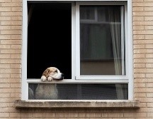 Policías cubanos son cuestionados por su actuar frente a las súplicas de un estudiante de medicina. EFE/B. Aliño