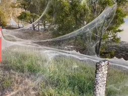 El manto tejido por las arañas apareció en los campos alrededor de las ciudades azotadas por lluvias torrenciales los días previos. CAROLYN CROSSLEY