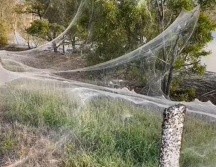 El manto tejido por las arañas apareció en los campos alrededor de las ciudades azotadas por lluvias torrenciales los días previos. CAROLYN CROSSLEY