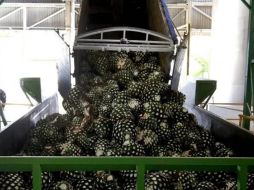 Como parte de la iniciativa “Tequila Libre de Deforestación”, la Proepa ha inspeccionado 136 inspecciones a instalaciones tequileras. AFP/Archivo