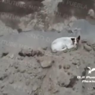 Encuentran otro perro en el socavón de Puebla; "desaparece" horas después