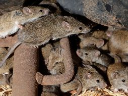 Desde hace meses el este de Australia sufre una invasión de ratones que causan destrozos en las viviendas y devoran cultivos. AP / R. Rycroft