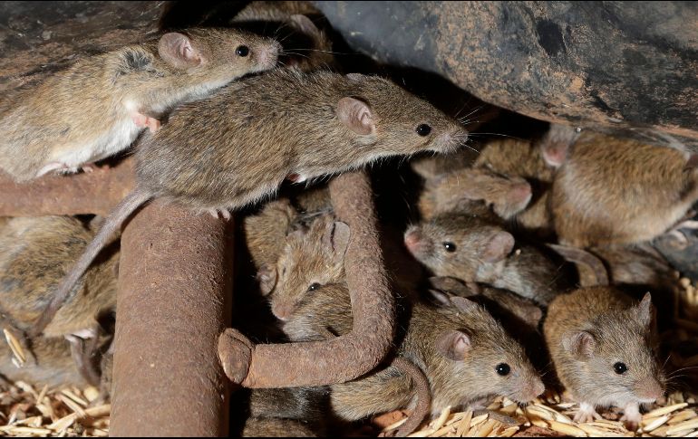 Desde hace meses el este de Australia sufre una invasión de ratones que causan destrozos en las viviendas y devoran cultivos. AP / R. Rycroft