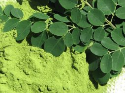 Las hojas de la moringa pueden ser utilizadas frescas o en polvo, cuentan con propiedades antibióticas. NTX/ARCHIVO