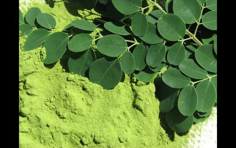 Las hojas de la moringa pueden ser utilizadas frescas o en polvo, cuentan con propiedades antibióticas. NTX/ARCHIVO
