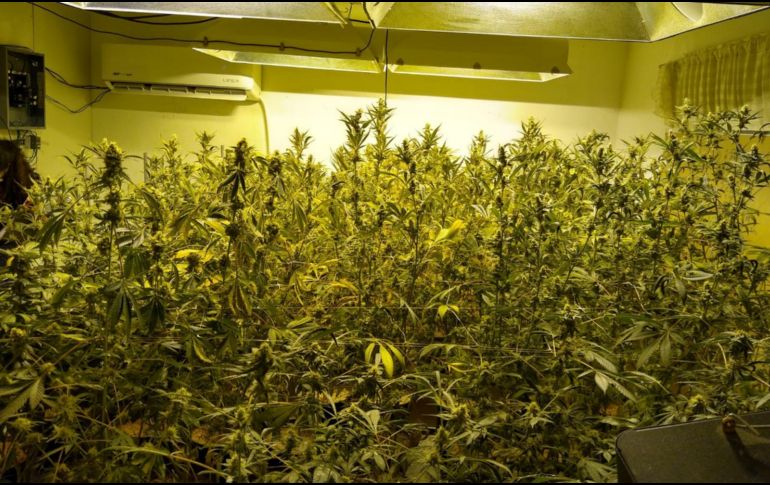 En el lugar encontraron 60 plantas de marihuana, una caja con dos kilogramos y un costal que también tenía de esta hierba. ESPECIAL /
