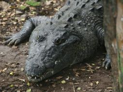 El cocodrio medía poco más de tres metros, uno de los más grandes capturados en esta ciudad. NTX / ARCHIVO