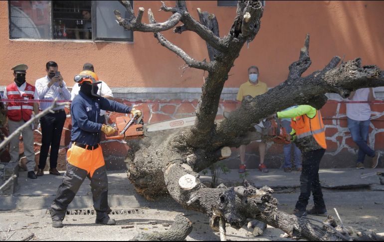 Los municipios también se dedicaron a retirar árboles en riesgo de caer. ESPECIAL