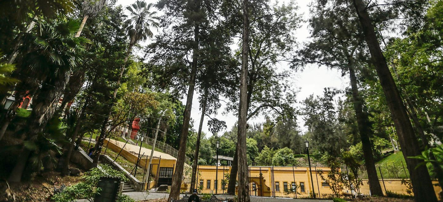 ANTIGUEDAD. En Los Colomos están los árboles más longevos. FATILANO